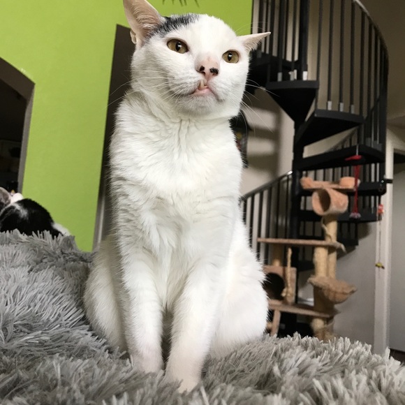 Meet your Posher, Samantha - Picture 1 of 2